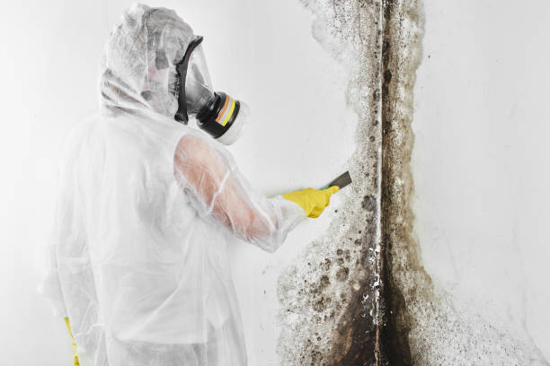 Best Crawl Space Mold Removal  in Bellevue, NE