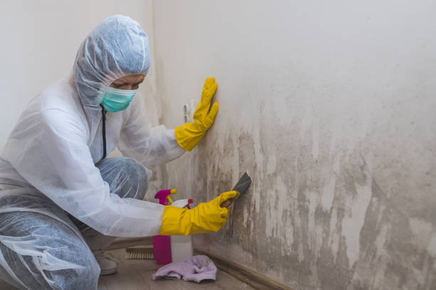 Best Toxic Mold Removal  in Bellevue, NE