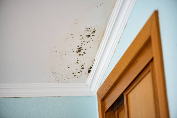 Crawl Space Mold Removal in Bellevue, NE
