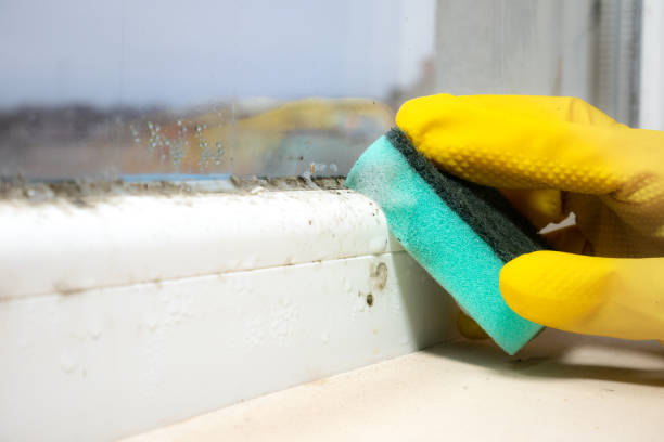 Best Affordable Mold Removal  in Bellevue, NE