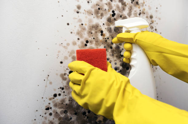 Best Commercial Mold Removal  in Bellevue, NE