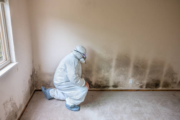 Best Local Mold Removal Service  in Bellevue, NE