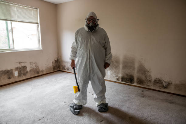 Best Attic Mold Removal  in Bellevue, NE