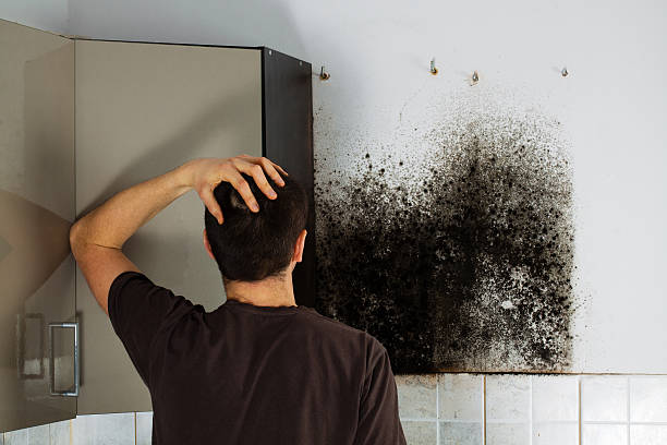 Best Mold Removal Near Me  in Bellevue, NE
