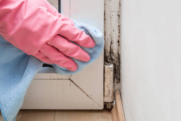 Trusted Bellevue, NE Mold Removal Experts