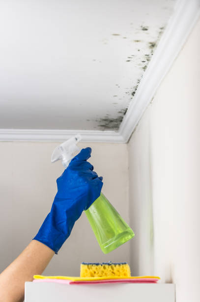 Best Mold Remediation  in Bellevue, NE
