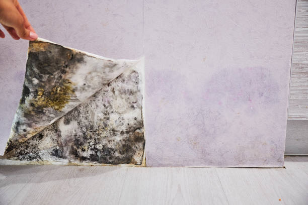 Best Same-Day Mold Removal  in Bellevue, NE